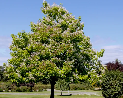 Tree Services